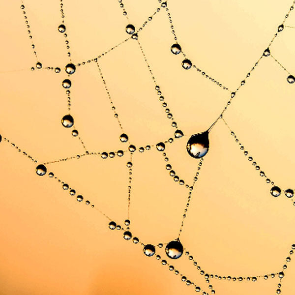 spider web with dewdrops