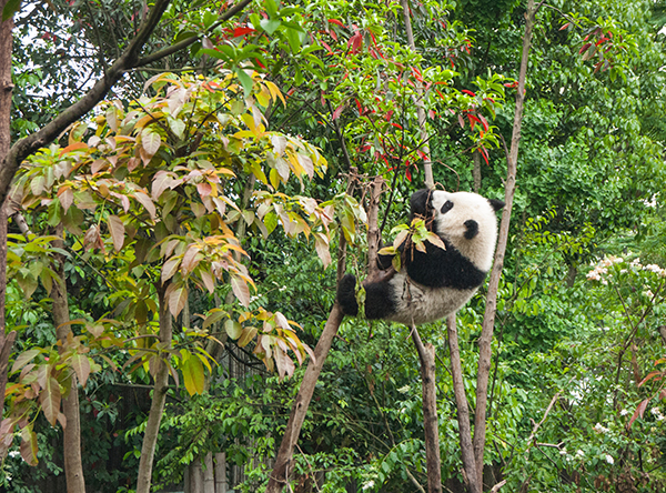 Panda hanging from tree