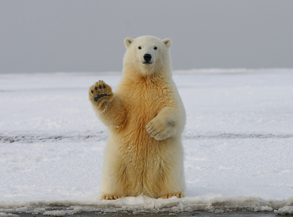 A polar bear waves its paw