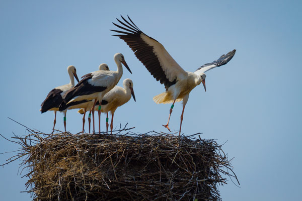 Stork taking off from nest with other storks in it